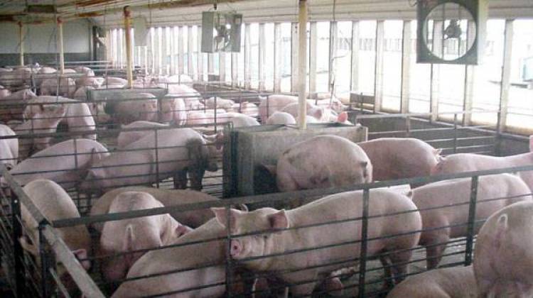 Hoosiers Seek Answers To Questions About CAFOs