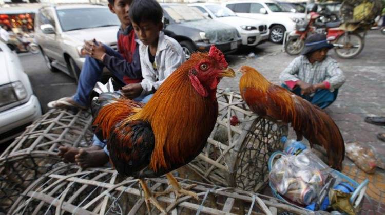 Scientists Publish Recipe For Making Bird Flu More Contagious