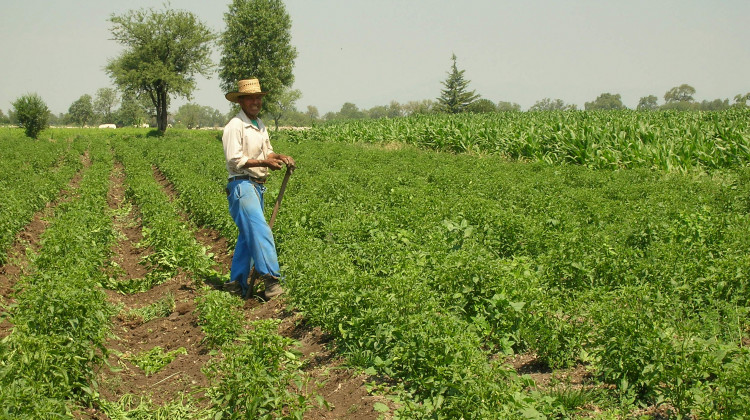 A farmer in a field of chili plants in Mexico that have been irrigated using wastewater. Purdue professor Linda Lee said treated wastewater is good fertilizer for crops. - The Sustainable Sanitation Alliance/Wikimedia Commons
