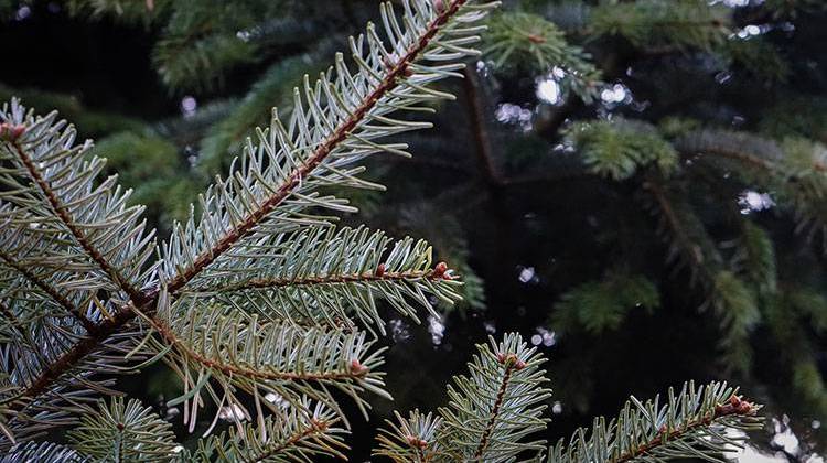 Indy Parks and the Indianapolis Department of Public Works will partner to provide nine locations for Indianapolis residents to recycle their live Christmas trees. - stock photo