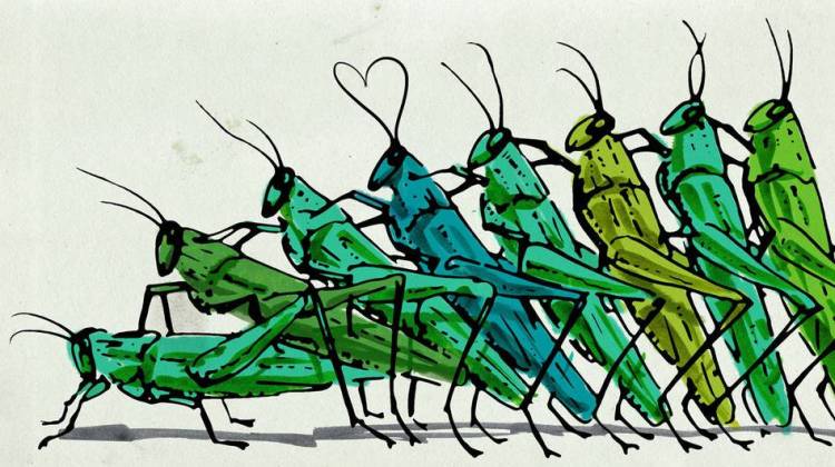 Contagious Aphrodisiac? Virus Makes Crickets Have More Sex