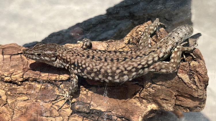 Common wall lizards are native to Europe. The Indiana DNR is concerned they could compete with native lizards for food and shelter.  - Courtesy of the Indiana Department of Natural Resources