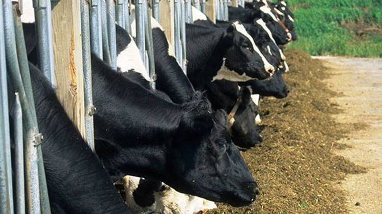 Cows lined up in stanchions at confined animal feeding operation (CAFO). - Wisconsin Department of Natural Resources
