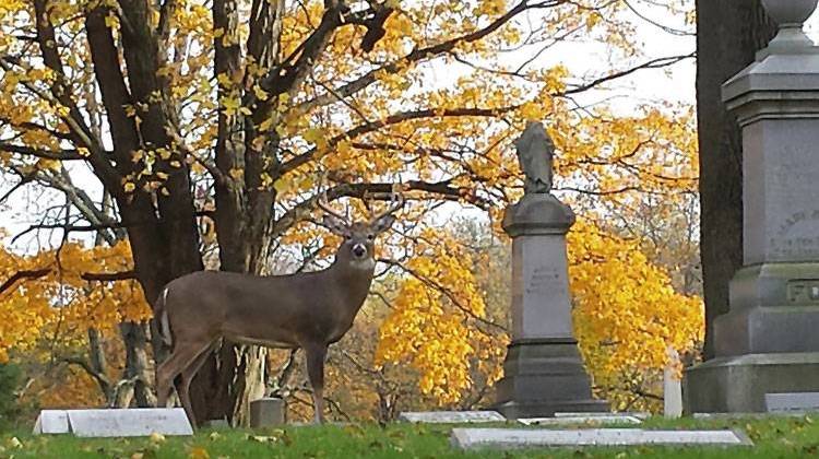 A buck in Crown Hill Cemetery. - Courtesy Steve Bowman