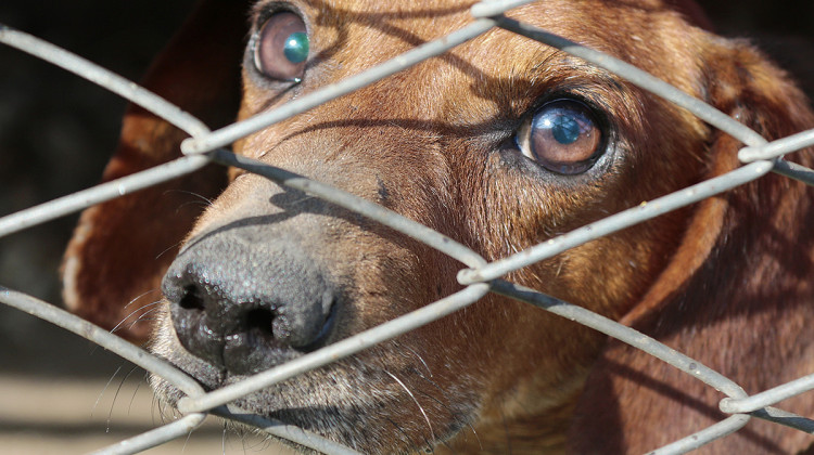 Legislation requires animal shelters to humanely euthanize animals. - Pixabay/public domain