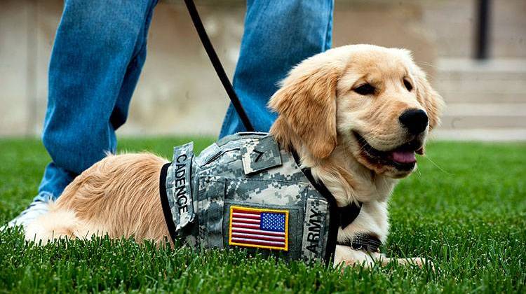 Cadence, a four-month-old service dog-in-training, rests on the Pentagon lawn during a meeting with Defense Secretary Leon E. Panetta and his dog, Bravo, May 23, 2012. - Erin A. Kirk-Cuomo/U.S. Dept. of Defense