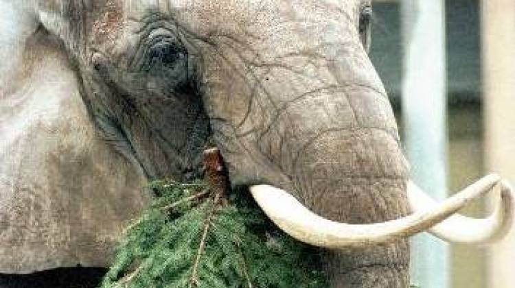 An elephant will not eat your discarded Christmas tree in Indy, as Pretty the elephant did at the Cologne zoo in Germany back in 1998.  - Associated Press photo