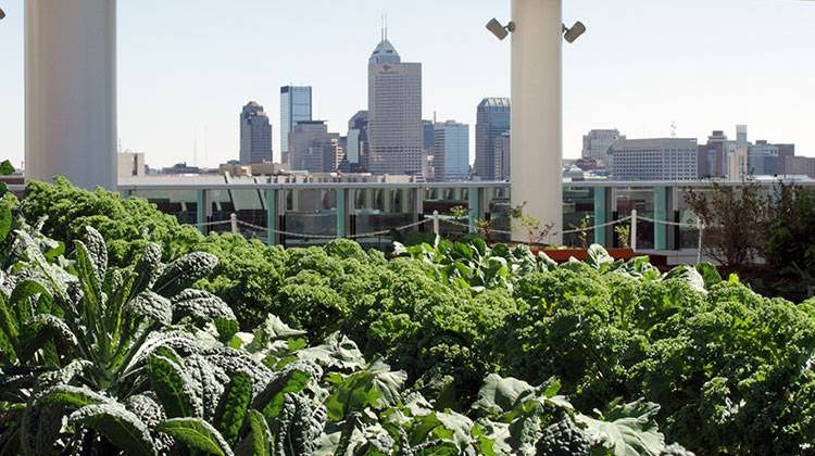 The Indianapolis skyline is seen beyond rows of kale growing in the Sky Farm at Eskanazi Health in 2014. - Doug Jaggers/WFYI-File