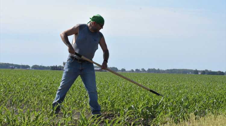A farmer in Milford, Indiana, clears weeds out of a cornfield with a hoe.  - Justin Hicks/ IPB News
