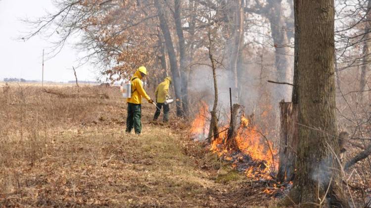 Prescribed Fire In Natural Areas Promotes Biodiverse Landscapes