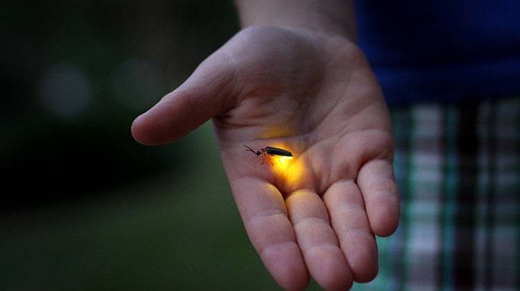 Second-graders at Cumberland Elementary School in West Lafayette are urging legislators to make the firelfly Indiana's state insect. - Photo by Jessica Lucia, CC