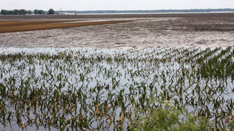 Flooded cornfields in Illinois.  -  Robert Kaufmann/FEMA