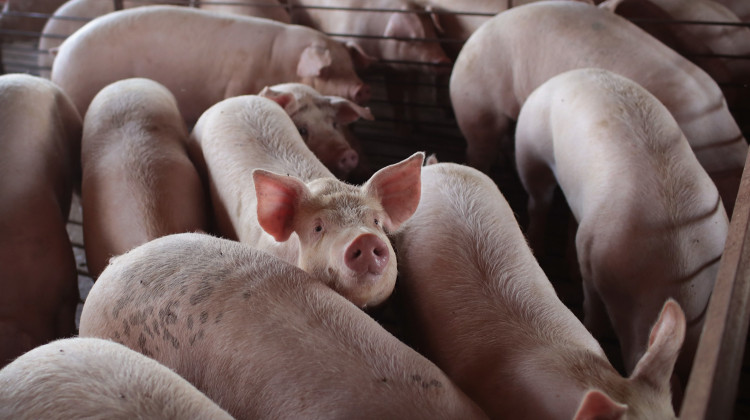 With meatpacking plants reducing processing capacity nationwide, U.S. hog farmers are bracing or an unprecedented crisis: the need to euthanize millions of pigs. - Scott Olson/Getty Images