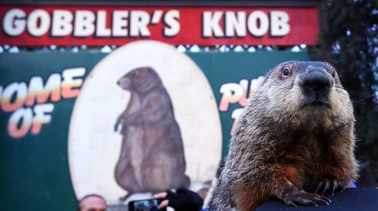 Punxsutawney Phil saw his shadow Thursday, officials said, prompting a declaration of six more weeks of winter. The groundhog is seen here at the 2013 celebration at Gobbler's Knob in Punxsutawney, Pa. - Alex Wong/Getty Images