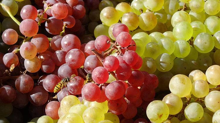 A Purdue University horticulturist says Indiana's recent sub-freezing temperatures may have damaged grape vines lured into budding early by March's unseasonable warmth. - stock photo