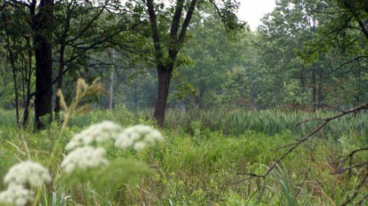 The Hoosier Prairie Nature Preserve in Griffith, Indiana. - Chris Light/National Park Service