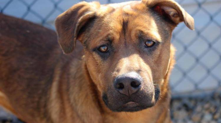 A dog named Butterbean at the Indianapolis Animal Care & Control shelter -  Indianapolis Animal Care & Control/Facebook