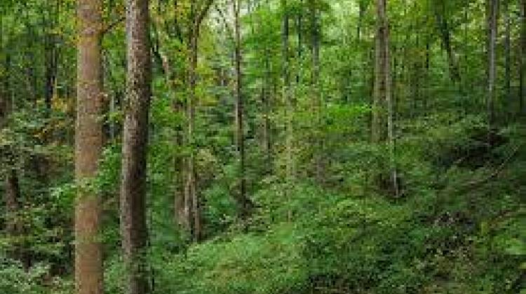 Public Comment Period On Indiana's Forestry Plan Ends Oct. 31