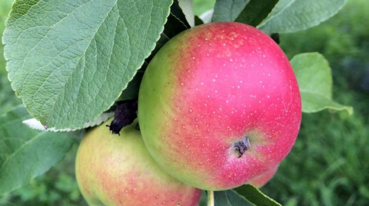 Keeping Heirloom Apples Alive Is 'Like A Chain Letter' Over Many Centuries