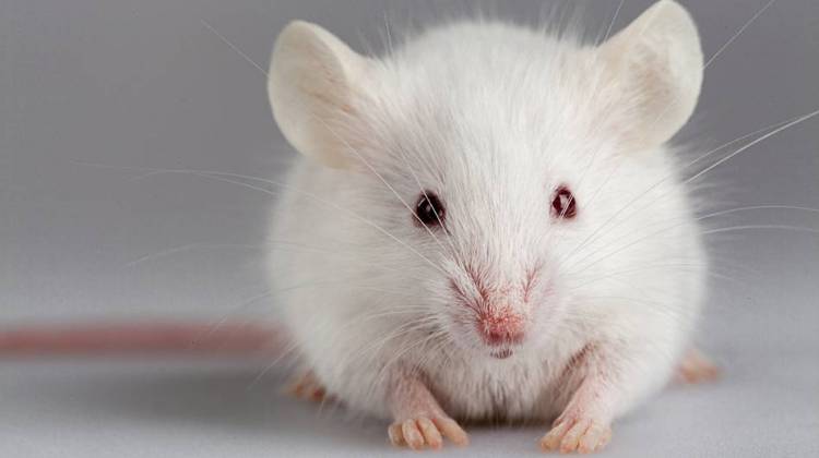 How Mouse Studies Lead Medical Research Down Dead Ends