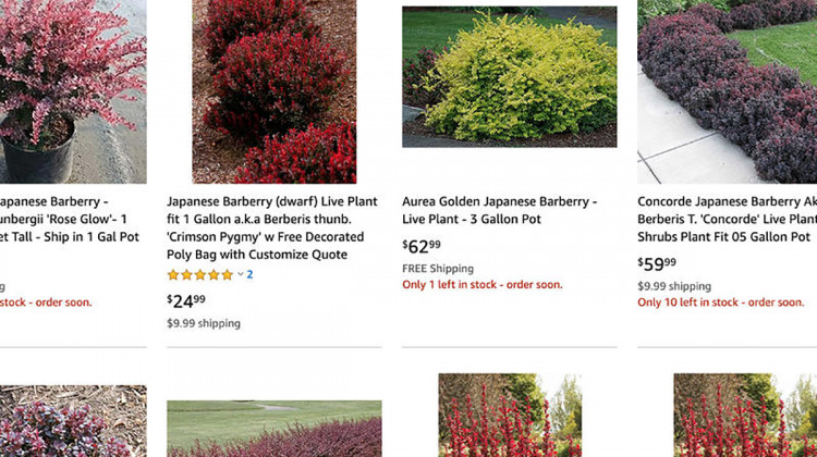 Invasive Japanese barberry available for sale on Amazon Plants.  - Screenshot Amazon Plants