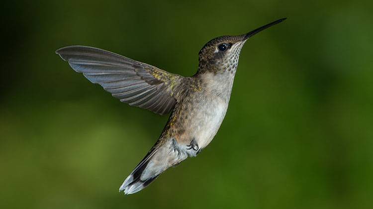 Indiana Department of Natural Resources officials say licensed hummingbird bander Allen Chartier will demonstrate banding on Aug. 8. - Photo courtesy Pslawinski, CC-BY-SA-3.0