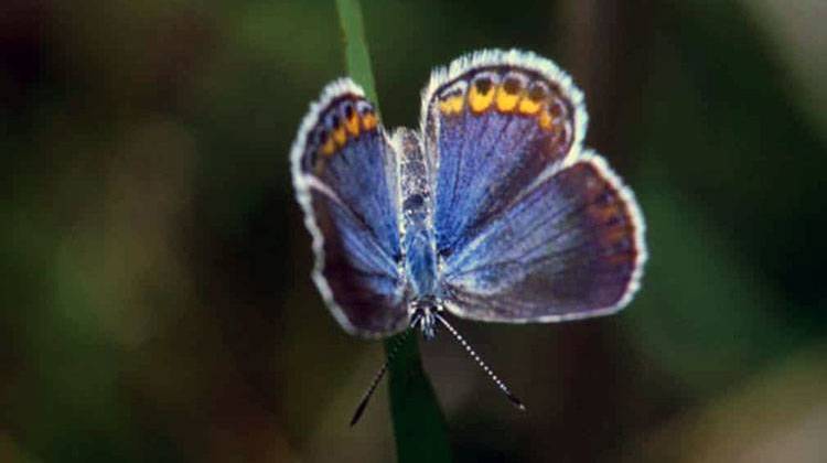 Experts say the Karner blue butterfly is struggling to survive in Indiana. - U.S. Fish and Wildlife Service