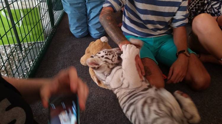 Tiger playtime customers sprawl out on the floor with the baby tigers in 2014. - Kristina Goetz/Kentucky Center for Investigative Reporting