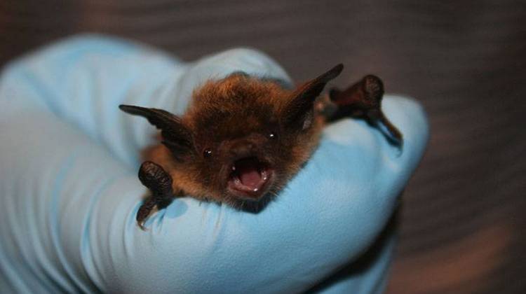A U.S. Fish and Wildlife Service biologist holds little brown bat. - U.S. Fish and Wildlife Service/Ann Froschauer