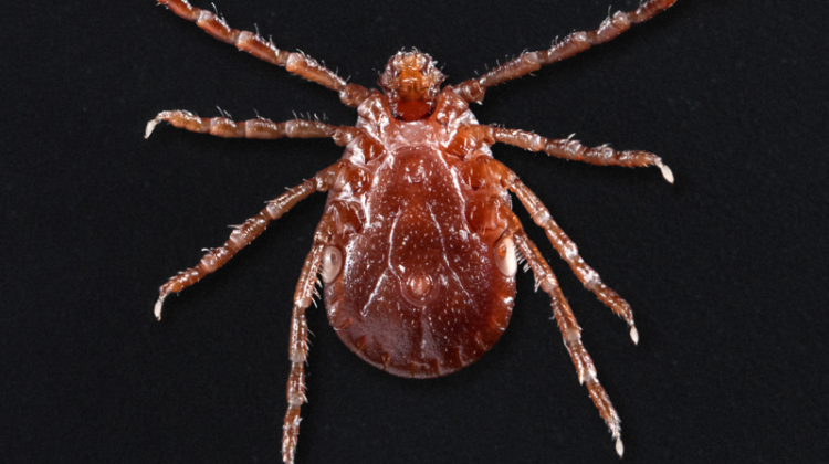 Study: Cow-Killing Tick Could Spread To Indiana