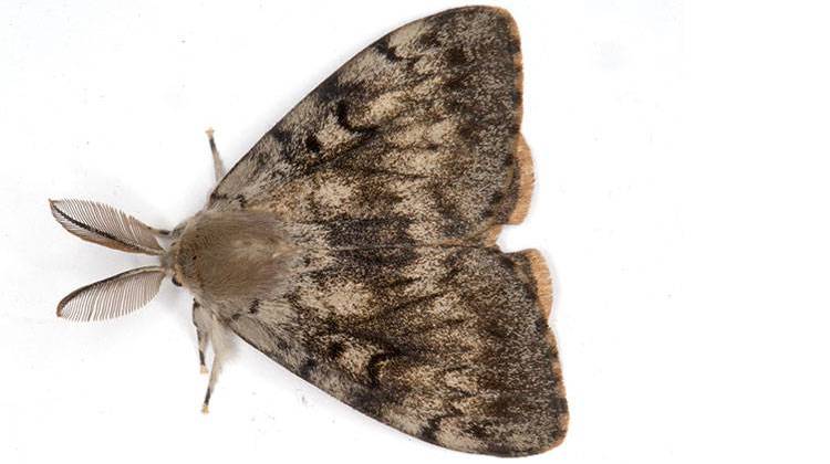 Aerial treatments to slow the spread of gypsy moths are planned to begin the week of May 9 at sites in Kosciusko, LaPorte, St. Joseph and Whitley counties.  - Jerzy Strzelecki, CC-BY-SA-3.0