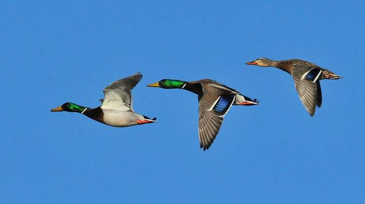 The duck hunting season will begin in late October. - stock photo