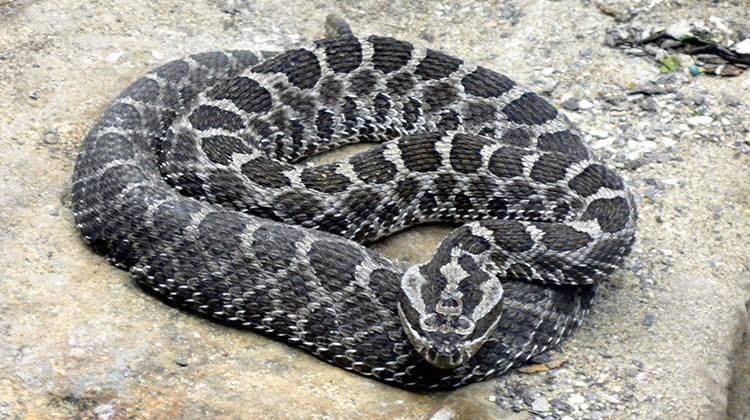 Eastern massasauga rattlesnakes grow to about 2 feet in length and are native to Indiana.