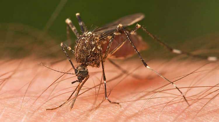 Marion County officials expect the mosquito problem to worsen. - stock photo