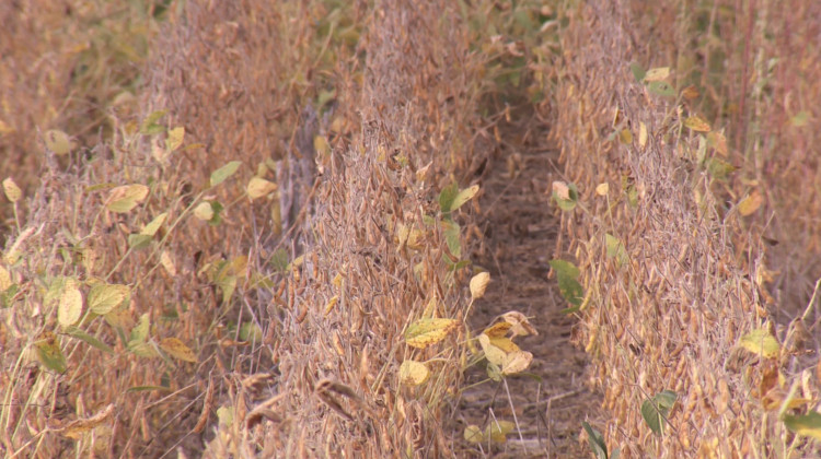 This no-till soybean field farmed by Justin Coleman of Hendricks County stores more carbon dioxide than tilled soil.  - Seth Tackett/WTIU