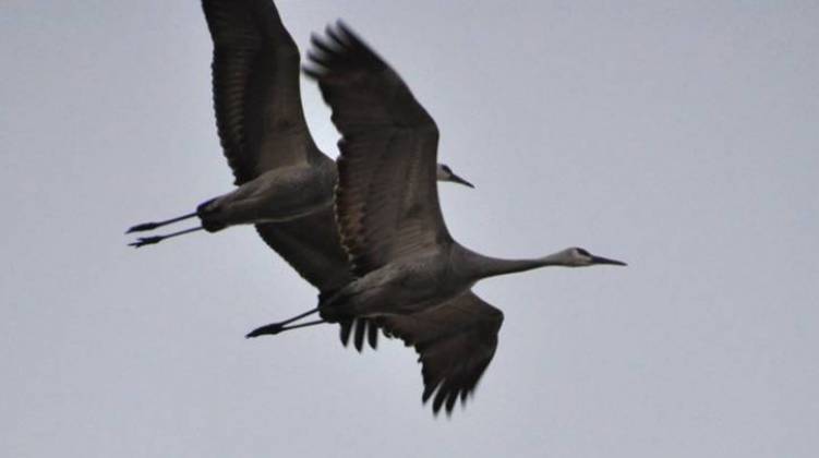 Migrating Sandhill Cranes - A Wonder of Nature