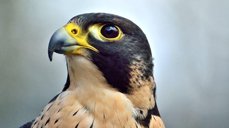 Peregrine falcons were removed from the federal endangered species list in 1999.  - Pixabay/public domain