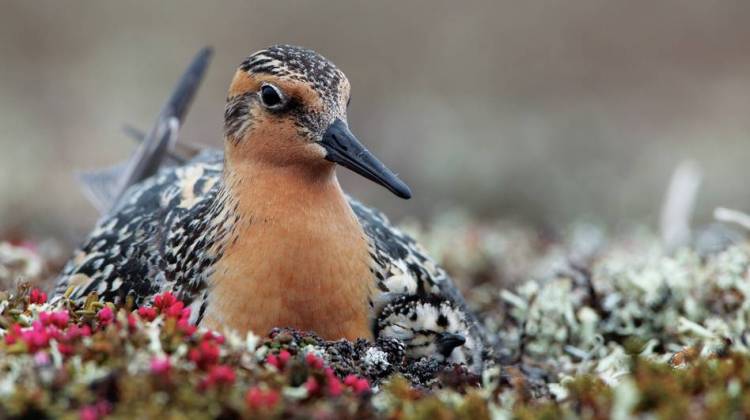 U.S. Gets Middling Marks On 2014 'State Of Birds' Report Card
