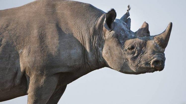 Permit To Hunt And Kill One Black Rhino Sold For $350,000