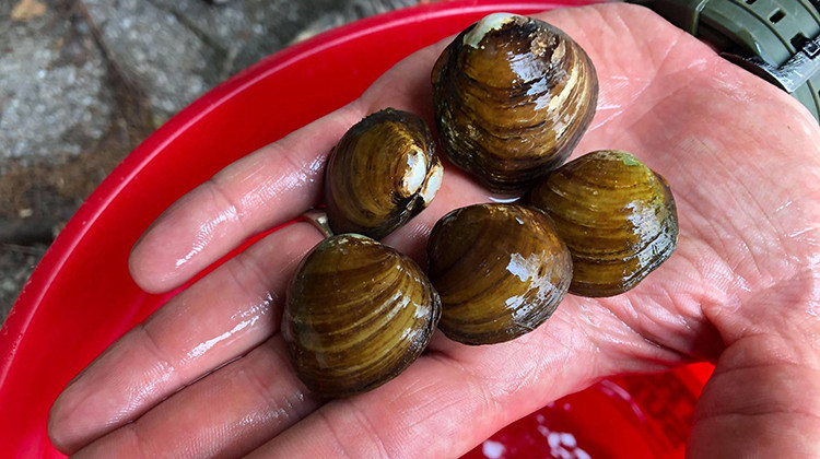 Five female Round Hickorynut mussels. - Makenzie Foster/USFWS