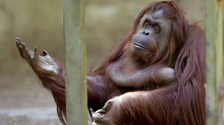 Orangutan Declared To Have Basic Legal Rights In Argentina