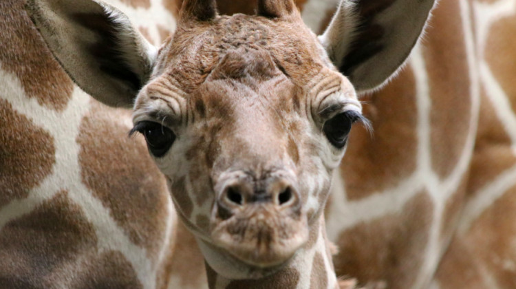 Indianapolis Zoo Has Male Reticulated Giraffe Newborn
