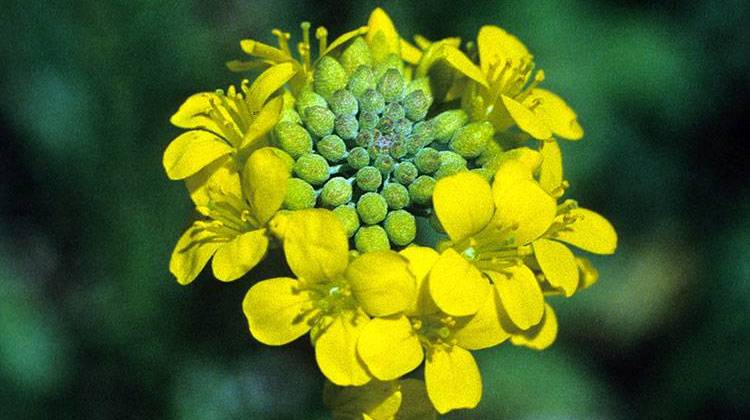 Short's bladderpod known to grow in Indiana only along a Posey County roadside is now protected under the Endangered Species Act. - John MacGregor/Kentucky Department of Fish and Wildlife Resources