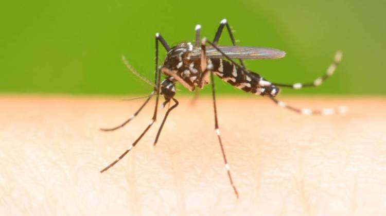 The money is part of the Zika Response and Preparedness Appropriations Act of 2016. - NaibankFotos (Shutterstock.com)
