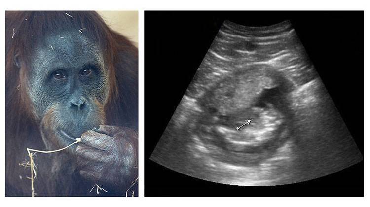 The Indianapolis Zoo has announced that 22-year-old Sumatran orangutan Sirih is pregnant.  - Indianapolis Zoo
