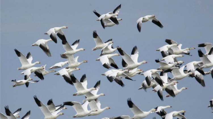 Snow Geese in flight over the Sacramento National Wildlife Refuge in Willows, California. - Steve Emmons/	
U.S. Fish and Wildlife Service