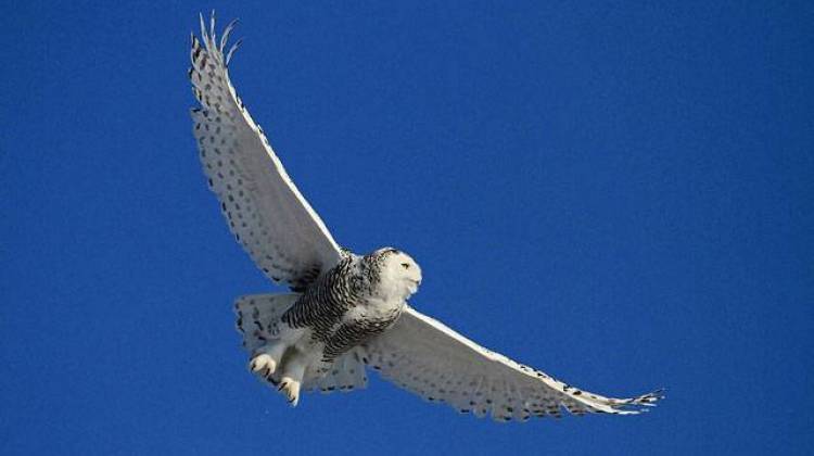 Snowy owls are migrating south from northern Canada during what's called an irruption. - U.S. Fish and Wildlife Service