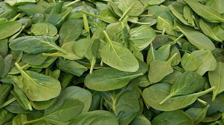 Dole Fresh Vegetables says it's recalling some of its bagged spinach distributed in 13 states, including Indiana, as a precaution after a random sample tested positive for salmonella. - file photo