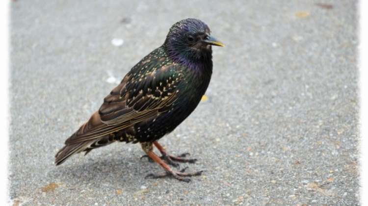 City To Discourage Starlings