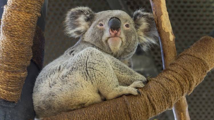 Thackory is a Queensland koala who will be spending the summer at the Indianapolis Zoo.